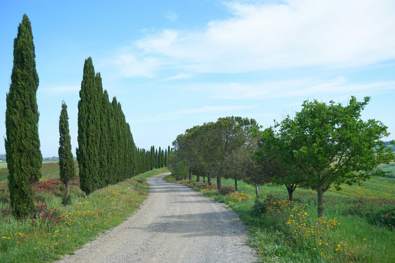 a dirt road surrounded by trees and flowers